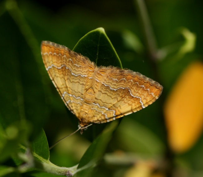 Id Farfalla - Camptogramma bilineata